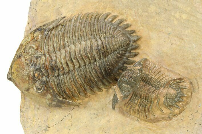 Acanthopyge & Metacanthina Trilobites - Lhandar Formation #309220